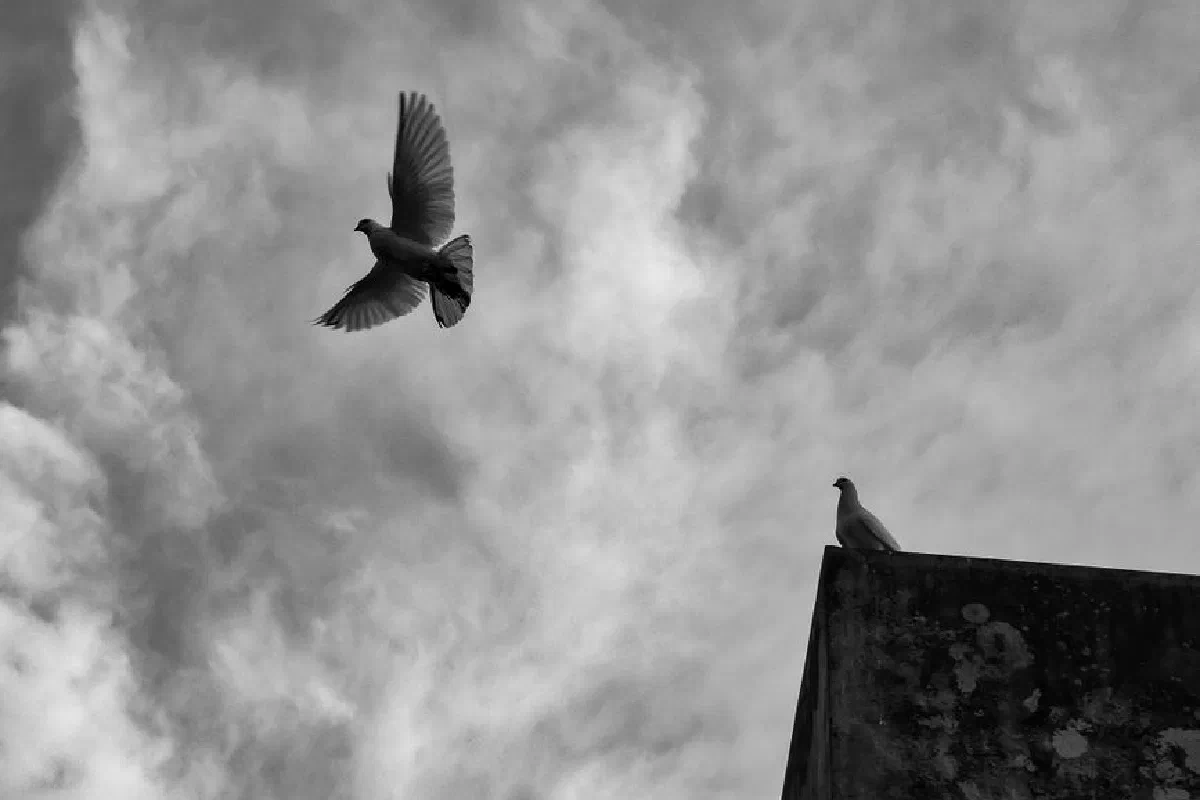 A black and white capture of a pigeon soaring above a ledge under a cloudy sky in Ullapara, Bangladesh.