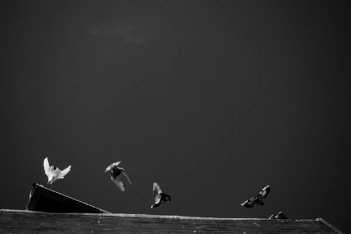A captivating monochrome image of birds flying over a rooftop, showcasing elegance in motion.