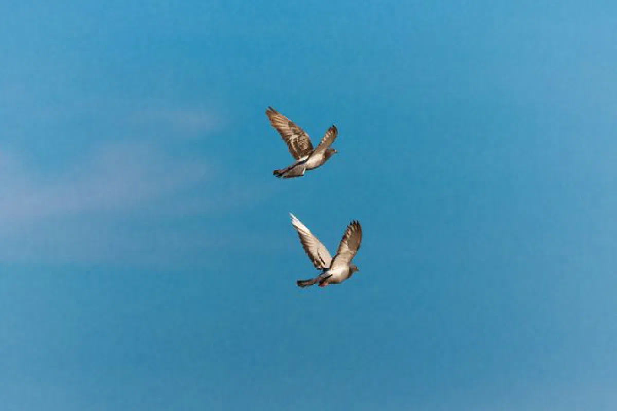 Two pigeons gracefully flying against a vibrant blue sky, capturing a serene moment in nature.