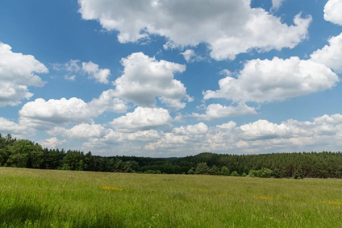 Lush green meadow surrounded by forest under a vibrant blue sky with fluffy clouds.