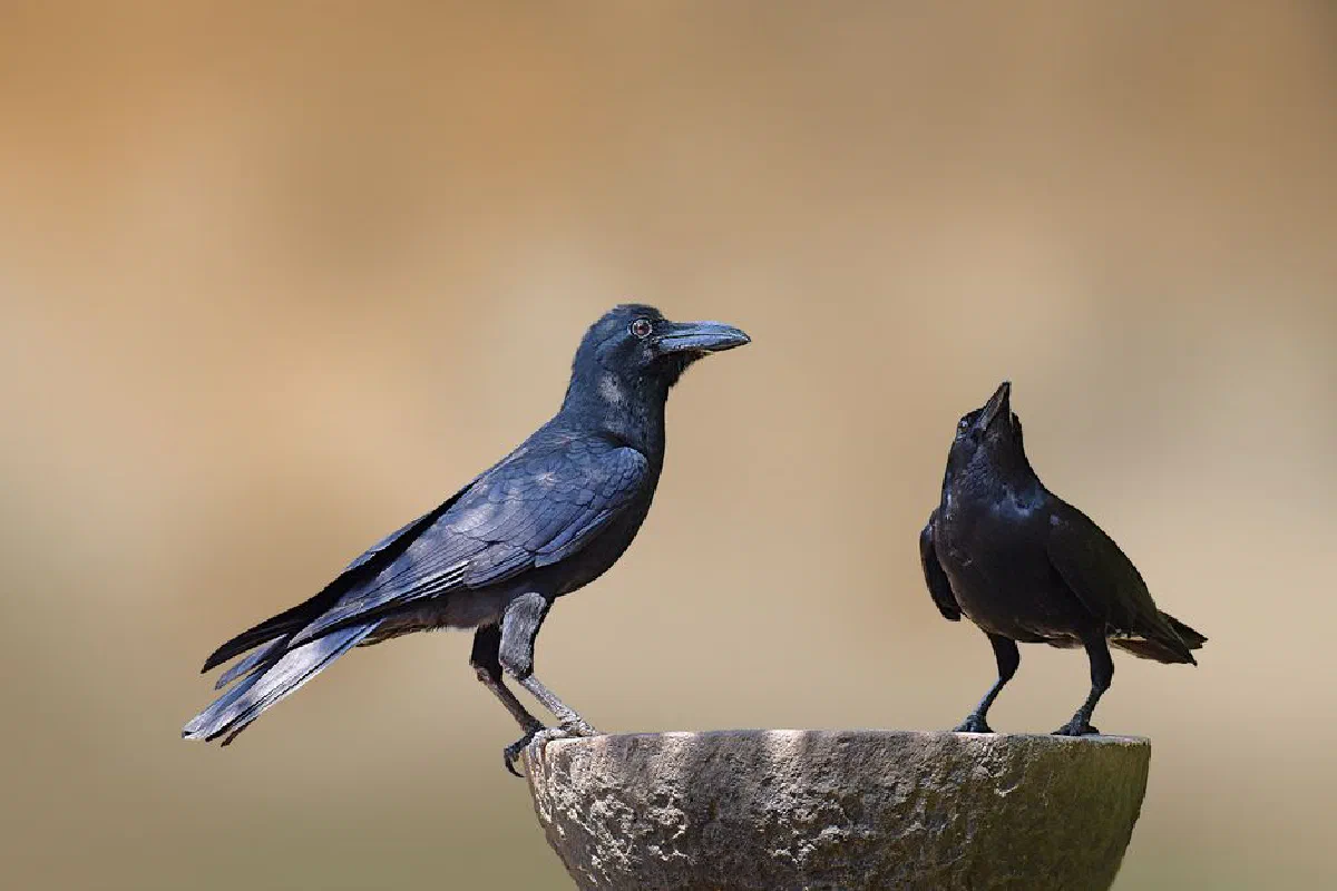 Two Indian crows sitting on a stone platform against a neutral background. Ideal avian photography.