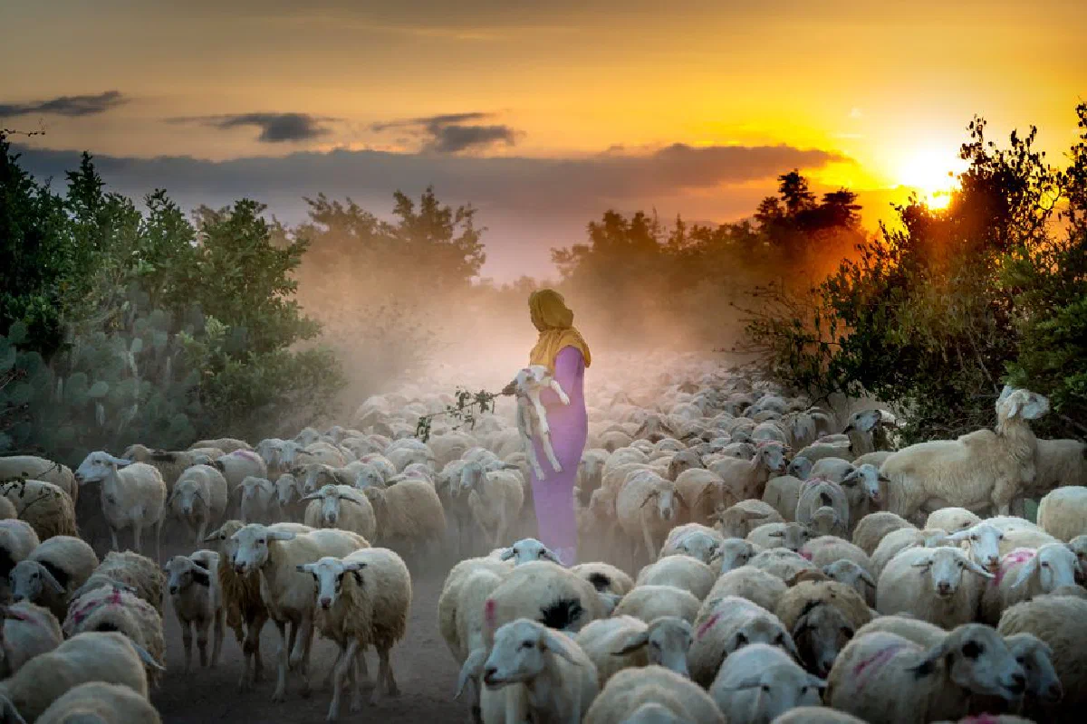 A shepherd woman oversees a flock of sheep at sunrise, creating a serene pastoral scene.