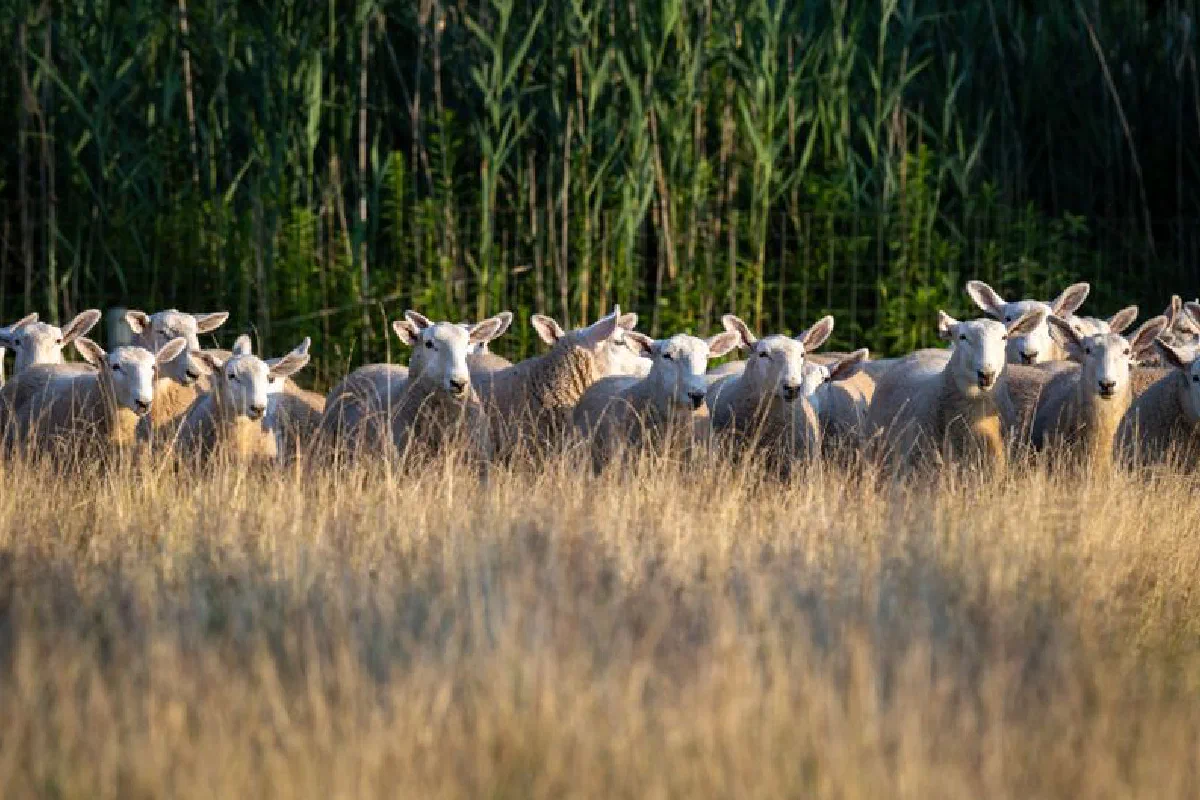 A peaceful flock of sheep grazing in a sunlit field surrounded by greenery.