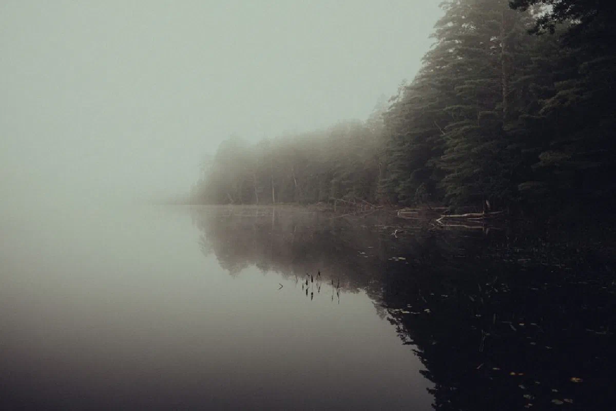 A tranquil view of a foggy forest and lake, enveloped in mist. Perfect for serene nature themes.
