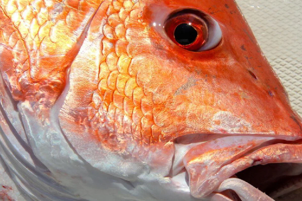 Who was Dagon in the Bible?