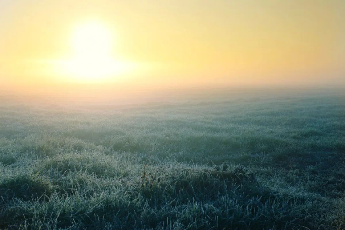 A serene frosty meadow with fog and a warm sunrise, captured on a winter morning.