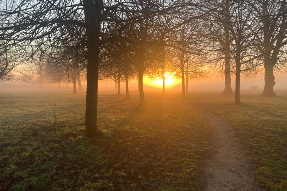 Serene sunrise through misty trees in an English park, creating a tranquil atmosphere.