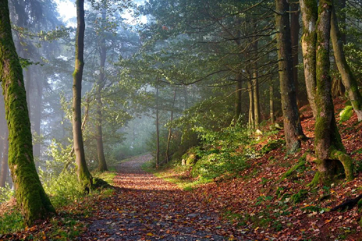 A tranquil forest trail surrounded by autumn trees and morning mist.
