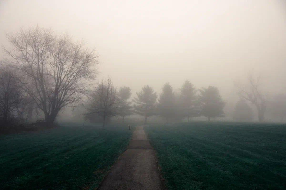 Foggy landscape with bare trees and misty pathway at dawn creating a serene atmosphere.