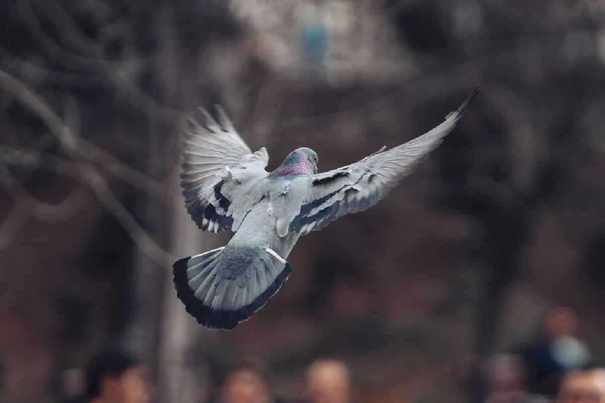 A close-up shot of a pigeon in mid-flight, wings fully extended, with a blurred background.