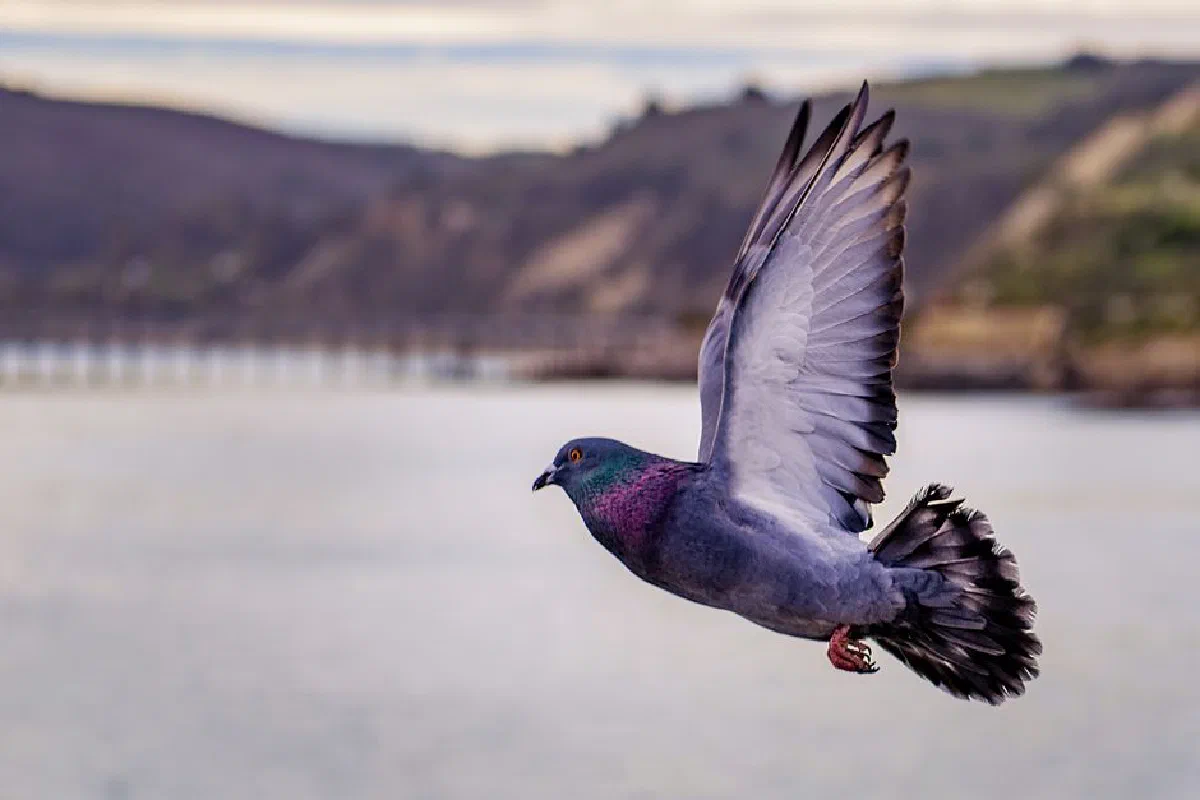 A beautiful close-up of a pigeon flying over water with scenic backgrounds.