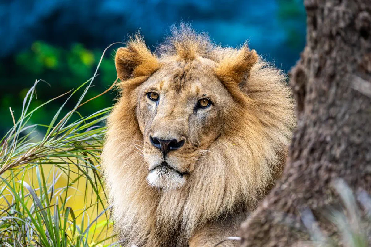 Close-up of a majestic lion in a lush environment, highlighting its mane and regal presence.