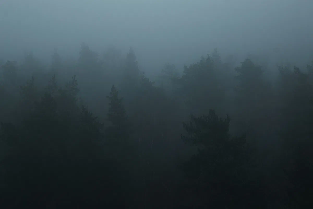 Explore the serene mist-covered pine forest in Balashikha, showcasing nature's tranquil beauty.