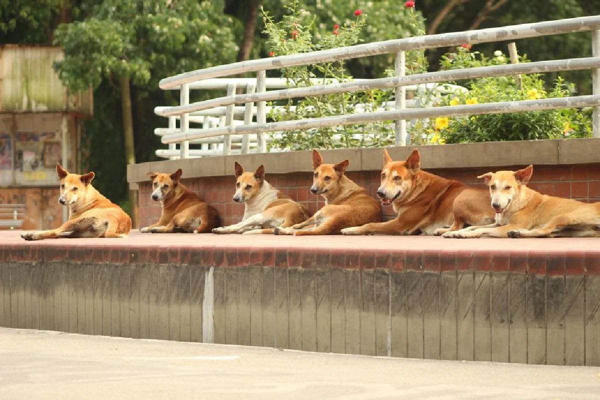 Group of six street dogs lying on a sunny sidewalk, showcasing relaxed behavior.