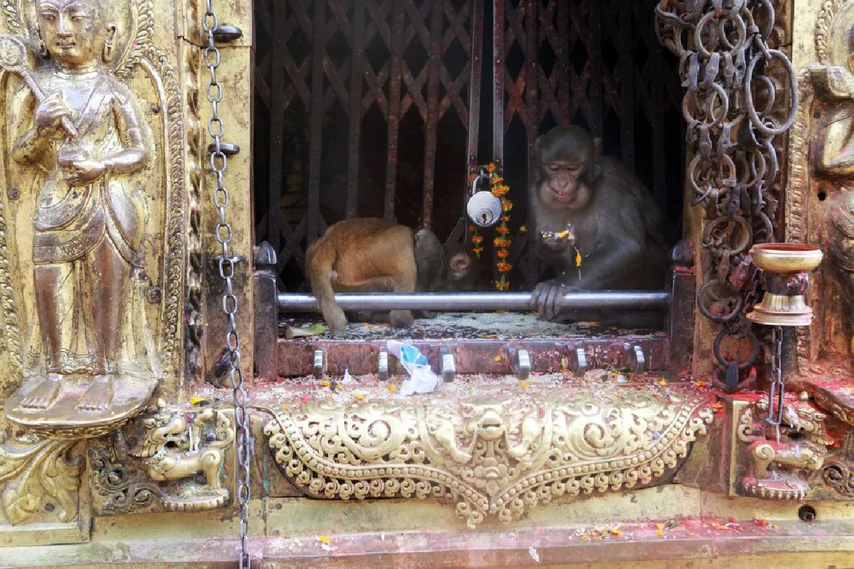 Monkeys inside a decorative Hindu shrine with intricate carvings and traditional ornaments.