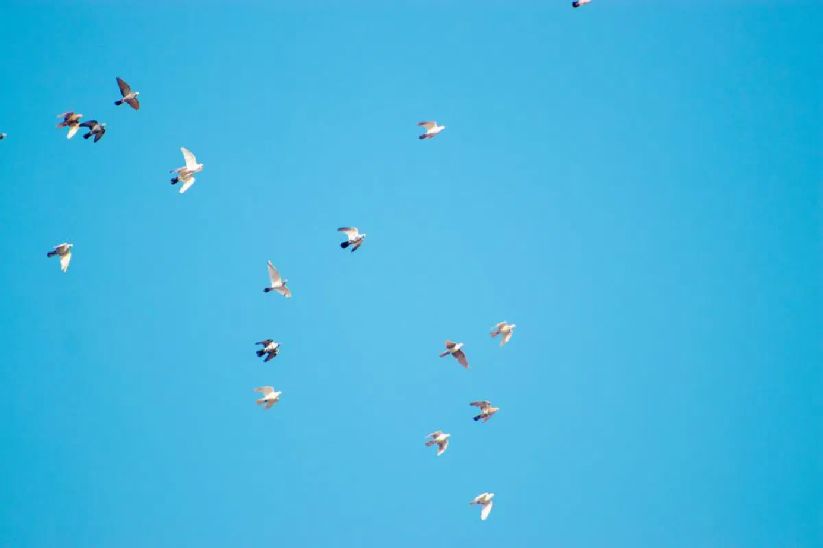 A group of birds soaring gracefully in a bright, cloudless sky, showcasing freedom and nature's beauty.
