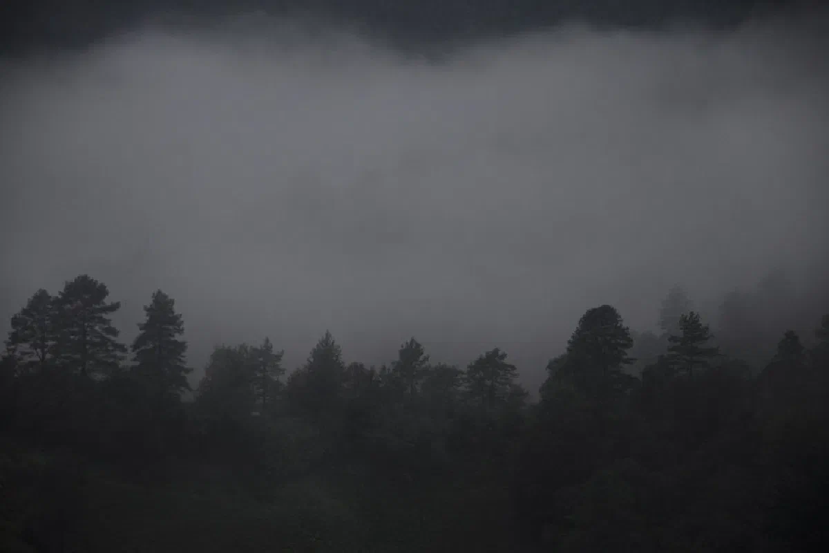 A serene and mysterious foggy forest landscape with atmospheric moody tones.