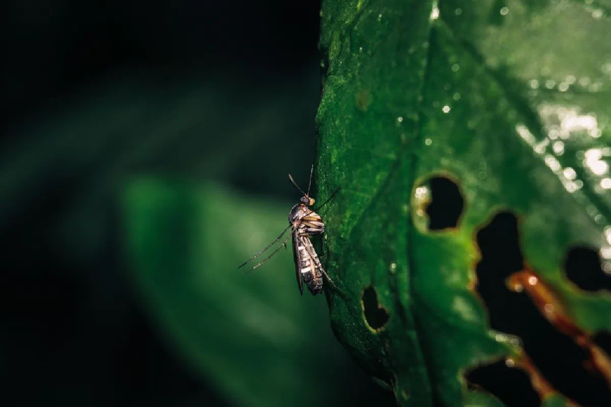 Detailed macro shot of an insect perched on a perforated green leaf, showcasing intricate natural textures.