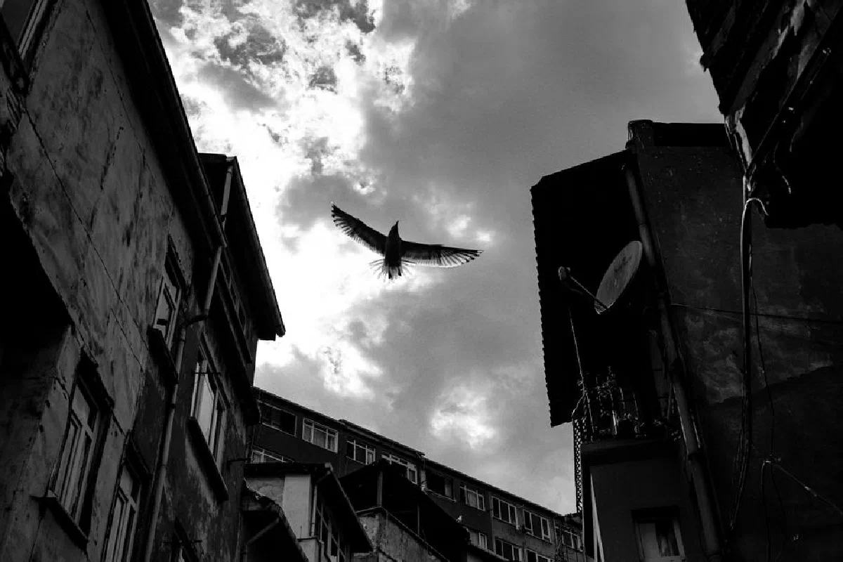 A bird soaring in a dramatic black and white urban scene, framed by buildings and a cloudy sky.