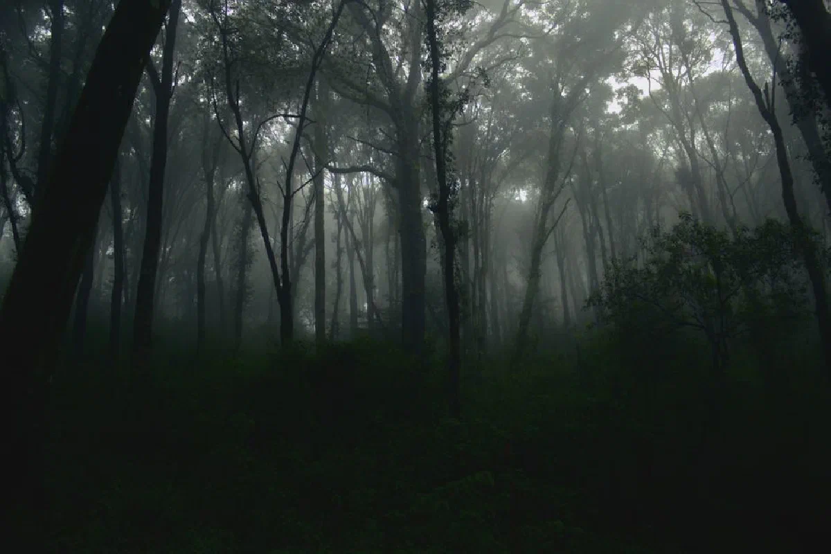 Discover the eerie beauty of a fog-shrouded forest with towering trees and a mysterious atmosphere.