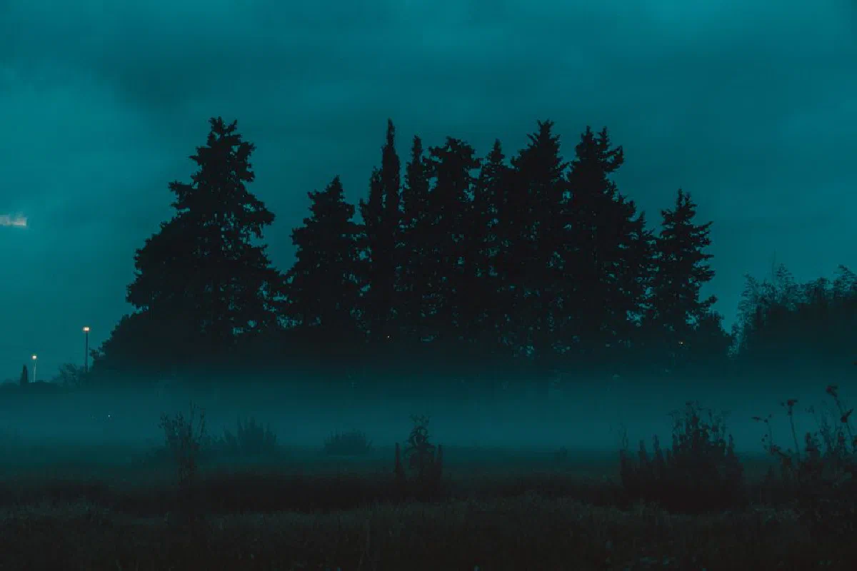 A mysterious forest silhouette with fog at twilight, creating a serene and atmospheric scene.