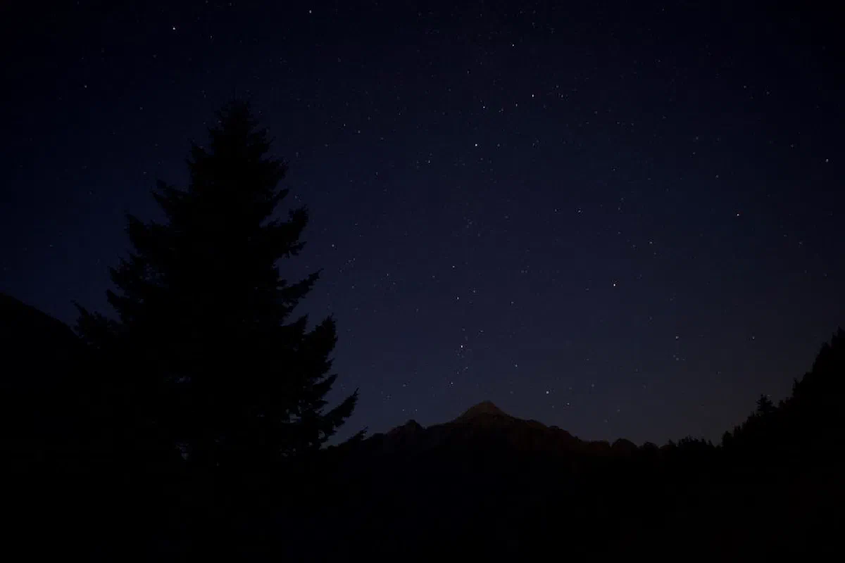 Silhouette of a tree and mountains under a clear starry sky in Gnadenwald, Tirol.