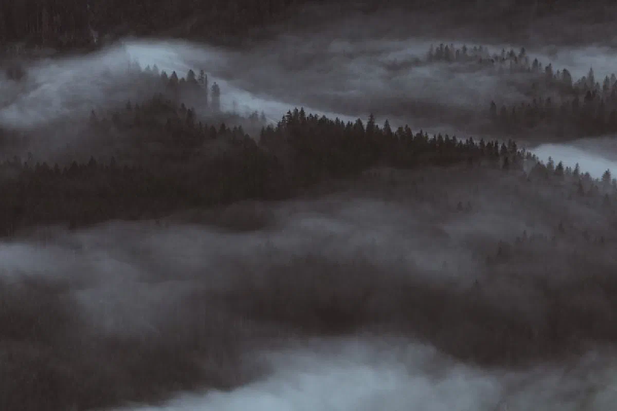 A moody aerial view of a forest covered in fog during dusk, creating a mystical ambiance.