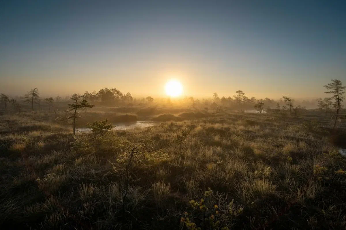 Serene sunrise scene over mist-covered marshland with dewy grasses and trees.