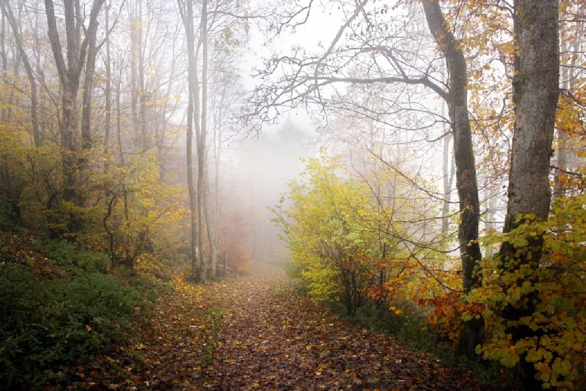 Enchanting foggy forest path in fall with colorful leaves and serene ambiance.