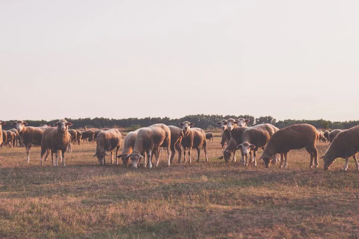 A serene landscape of sheep in a rural field during sunset, representing peaceful countryside life.