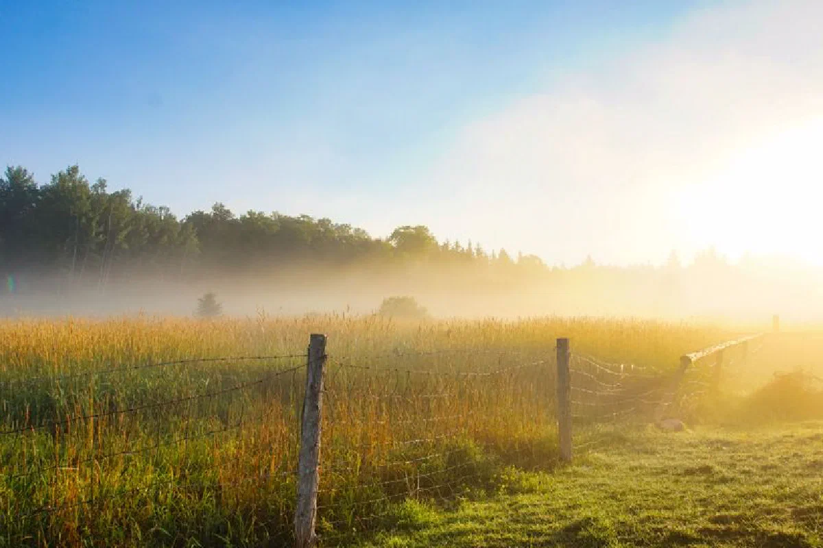 A peaceful countryside scene with fog over a grassy field and fence, bathed in morning sunlight.