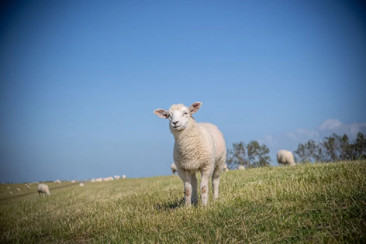 Texel sheep standing in sunny grassy field with blue sky. Perfect rural summer scene.