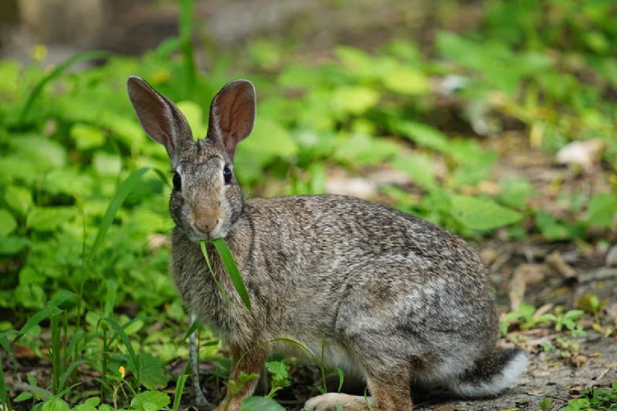 Close-up of a swamp rabbit (Sylvilagus aquaticus) chewing on grass in a lush green environment.