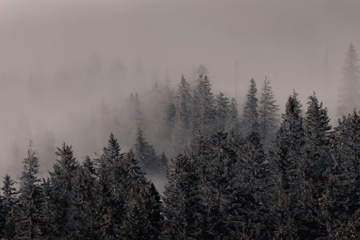 A scenic view of coniferous trees enveloped in morning mist, creating a mysterious atmosphere.