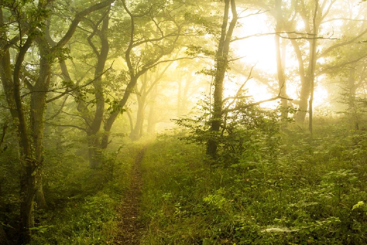 Enchanting forest scene with mist and sunlight casting a magical glow through the trees.