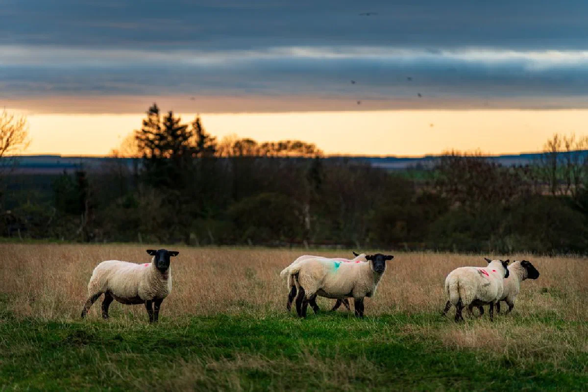 A peaceful scene of sheep grazing in a grassy field under a dramatic sunset sky.