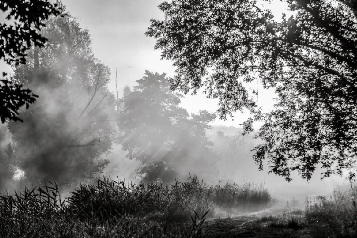 A serene black and white photo capturing a foggy forest landscape with sunlight breaking through the mist.