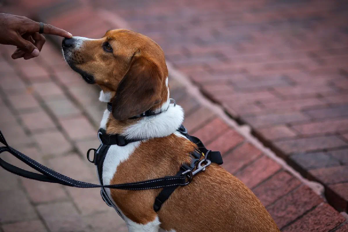 Cute beagle dog on a leash being trained outdoors on a brick pavement.