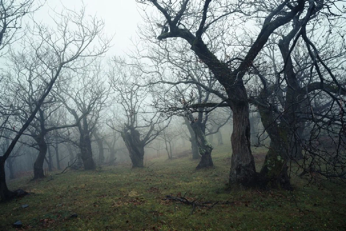 Eerie misty forest scene with bare trees in autumn creating a mysterious atmosphere.