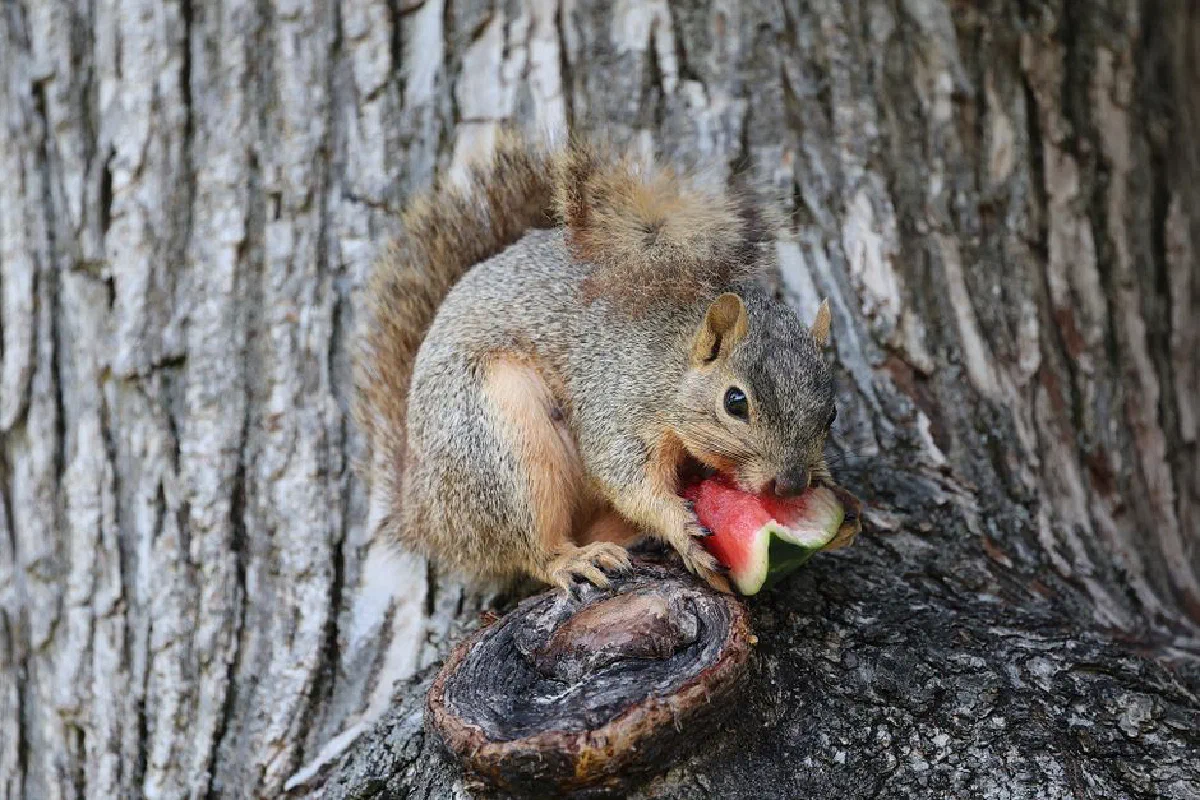 Close-up of an eastern gray squirrel eating watermelon in a garden setting on a tree.