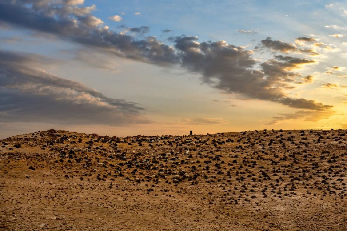 A peaceful pasture at sunrise with a sheep herd and person in the distance under a beautiful sky.