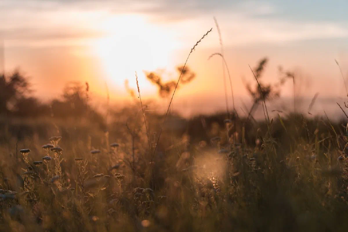 A peaceful sunrise casting warm glow over a meadow with delicate wildflowers and tall grass.