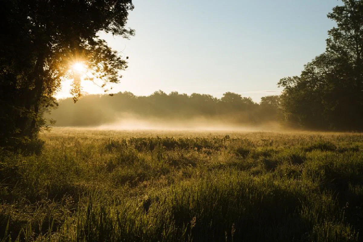 Beautiful morning mist over a grassy field at sunrise, revealing a tranquil and natural landscape.