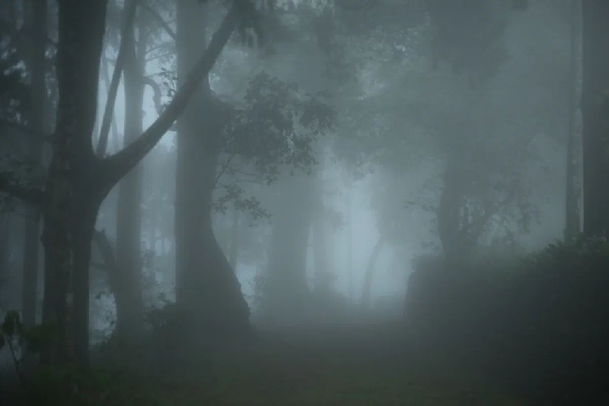 Explore the enchanting, fog-laden forest path that evokes mystery and calm.