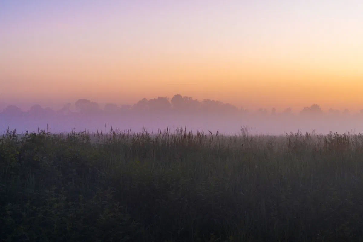 A tranquil sunrise scene with mist over a lush marshland, creating a peaceful atmosphere.