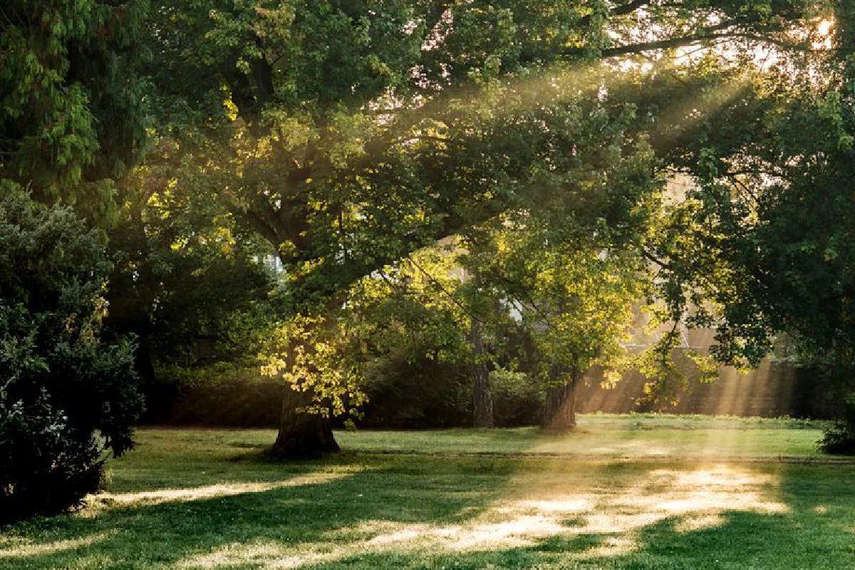 Sunbeams through lush trees in a tranquil park setting in Gotha, Thuringia.