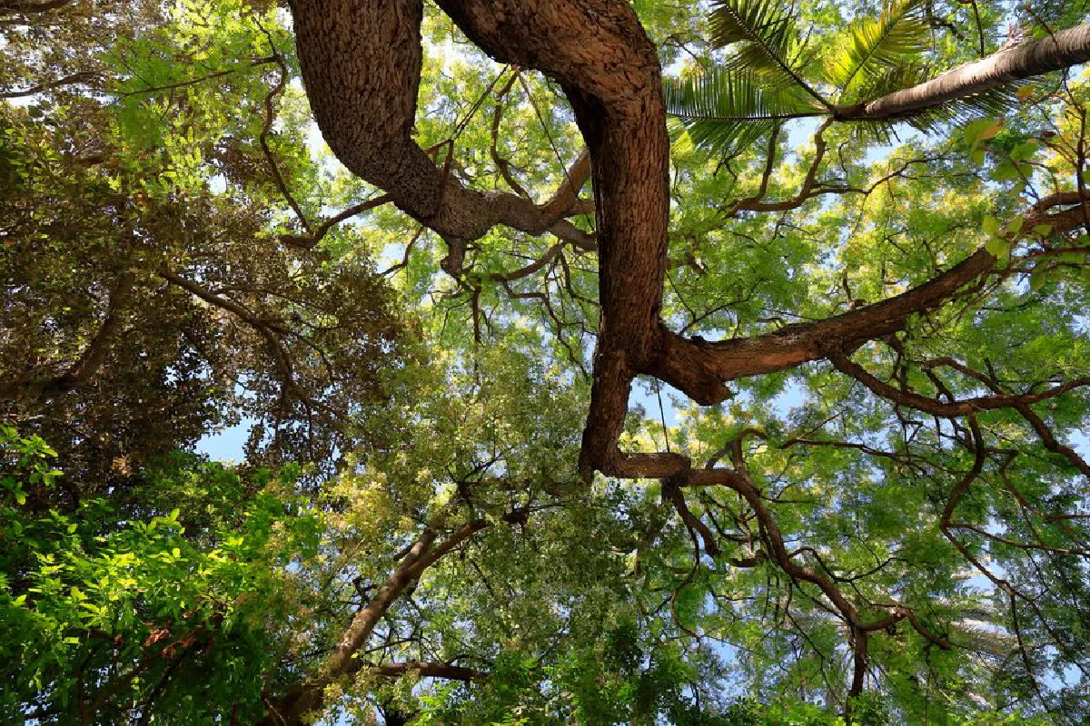 Looking up at a vibrant green tree canopy with sunlight filtering through against a blue sky.