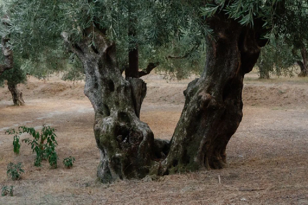 Capture of ancient olive trees in a serene Zakynthos grove, Greece.