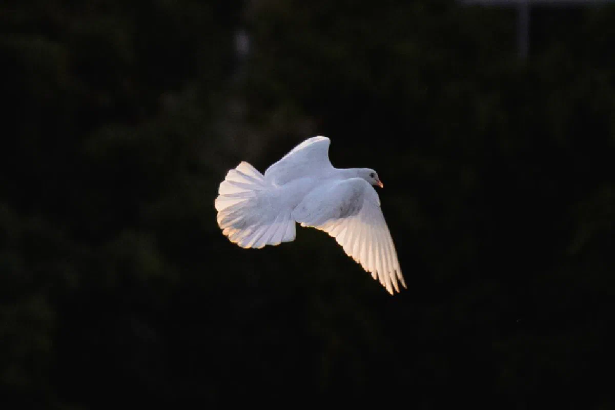 A serene image of a white dove gracefully flying against a dark background.