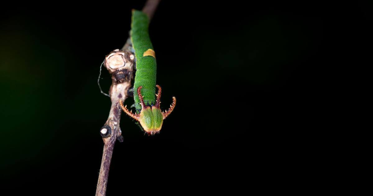 What is the worm that will not die mentioned in Mark 9:48?